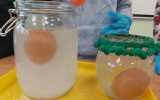 Eksperimentavome su kiaušiniais